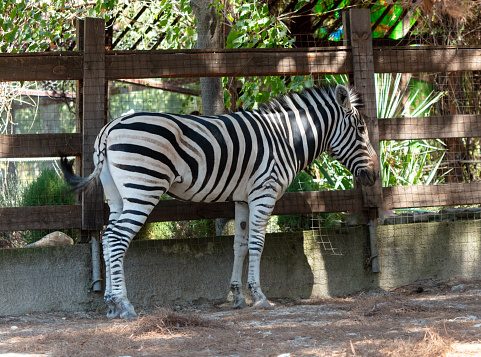 Zebras are members of the family Equidae, frequently referred to as the horse family. This group of animals includes zebras, donkeys, and horses.