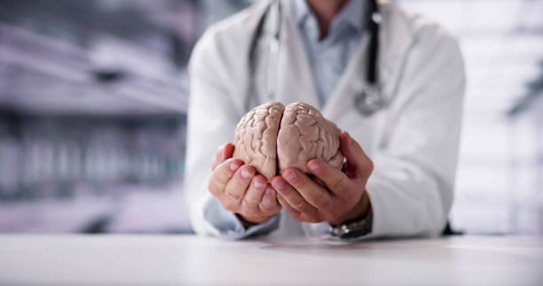 istock Close-up Of A Doctor's Hand Holding Human Brain 1954240124
