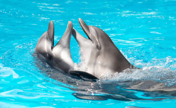 istock Two dolphins swim in the pool 1954243811