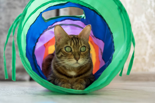 istock Bengal cat in a multi-colored cat tunnel. 1954251193