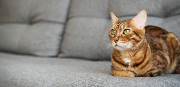 istock Bengal cat sits relaxed on the sofa at home. 1954252261