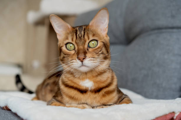istock Bengal cat sits relaxed on the sofa at home. 1954252263