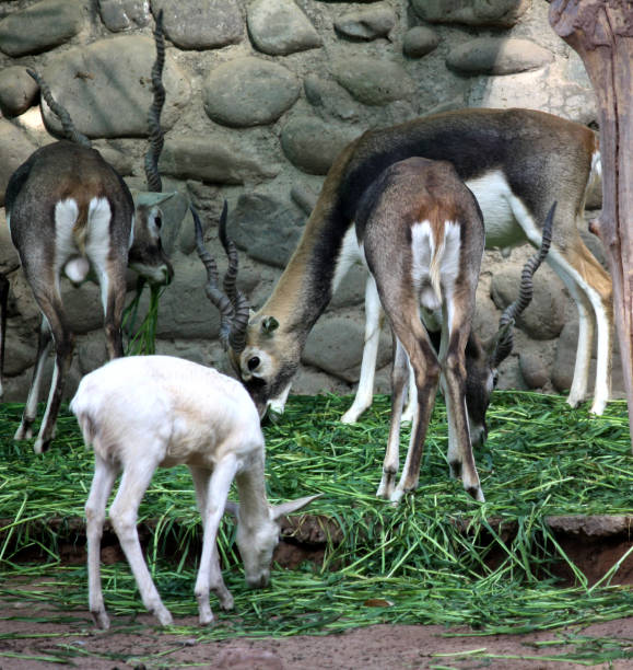 Blackbuck or black buck (Antilope cervicapra), also known as the Indian antelope, is an antelope native to India and Nepal. It is found in grassy plains and lightly forested areas with perennial water sources. Males have long, ringed horns, though females may develop horns as well. White fur on the chin and around eyes is in sharp contrast with the black stripes on the face. Males’ coat shows two-tone colouration; while the upper parts and outsides of the legs are dark brown to black, the underparts and the insides of the legs are white. Females and juveniles are yellowish fawn to tan.