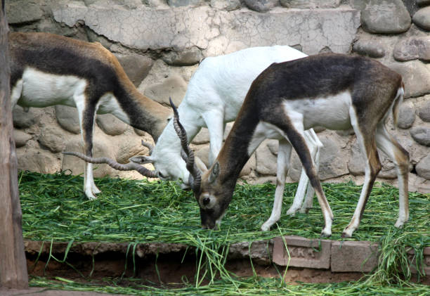 Blackbucks (Antilope cervicapra) feeding on green grass along with albino buck : (pix Sanjiv Shukla) Blackbuck or black buck (Antilope cervicapra), also known as the Indian antelope, is an antelope native to India and Nepal. It is found in grassy plains and lightly forested areas with perennial water sources. Males have long, ringed horns, though females may develop horns as well. White fur on the chin and around eyes is in sharp contrast with the black stripes on the face. Males’ coat shows two-tone colouration; while the upper parts and outsides of the legs are dark brown to black, the underparts and the insides of the legs are white. Females and juveniles are yellowish fawn to tan. albino deer stock pictures, royalty-free photos & images