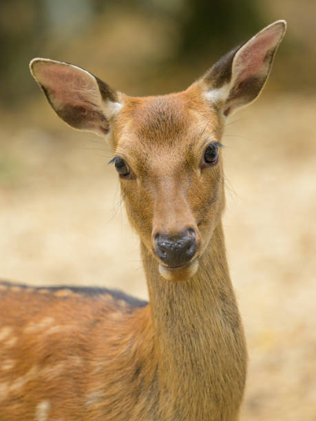 istock A Sika deer in a park in autumn 1954265807