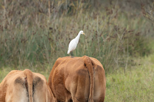 istock A Western Cattle Egret standing on a brown cow 1954267449