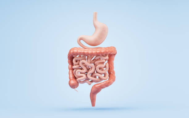 Stomach and intestinal tract, 3d rendering. Stomach and intestinal tract, 3d rendering. 3D illustration. colon stock pictures, royalty-free photos & images