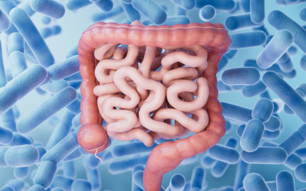 istock Intestinal tract with digestive health concept, 3d rendering. 1954267468