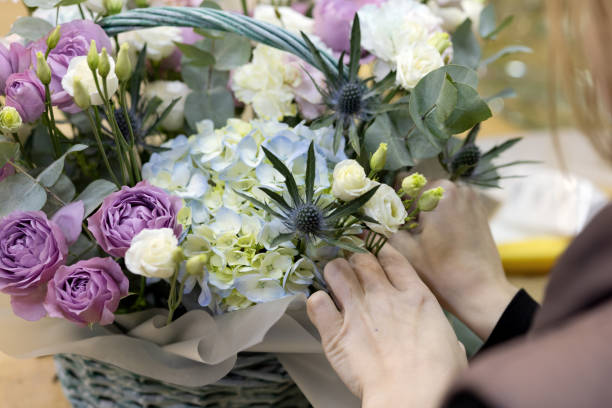 istock florist's hands insert a flower into a composition of purple roses, hydrangeas, white eustoma and blue thistle in a basket. 1954282200