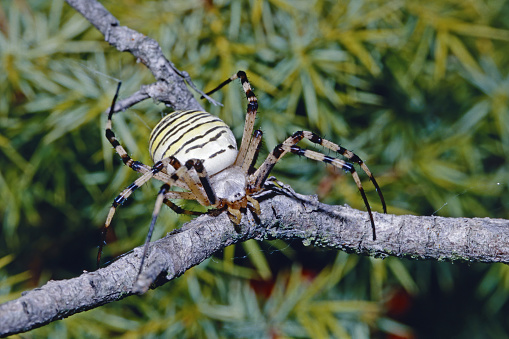 specimen of wasp spider on a branch, Argiope bruennichi; Araneidae