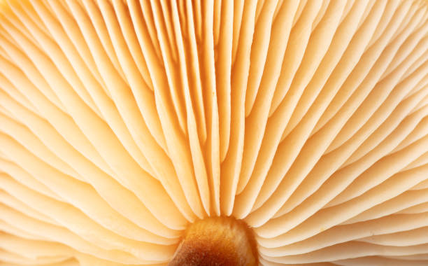istock Winter honey fungus mushroom as a background. Macro 1954310340