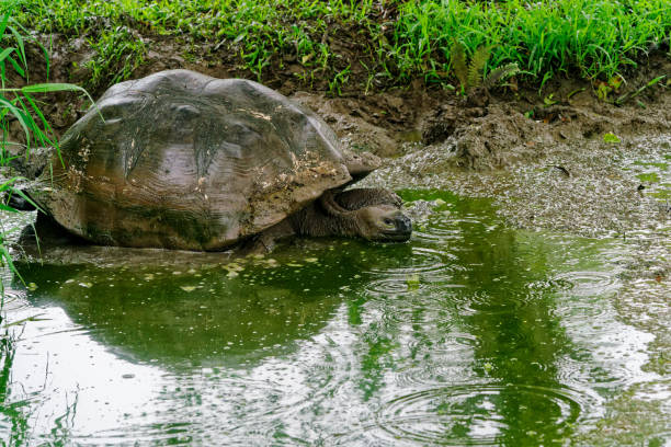 istock A Galapagos giant tortoise wallowing in a muddy pond. 1954319902