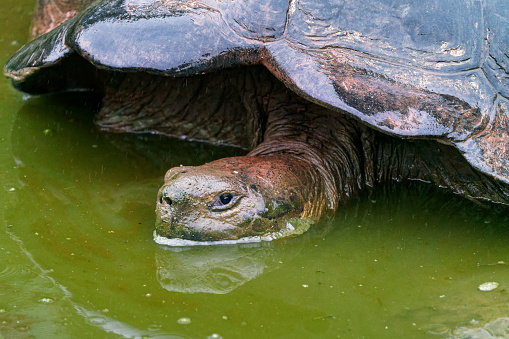 A Galapagos giant tortoise resting in a pond. Santa Cruz island, one of the Galapagos Islands in Ecuador