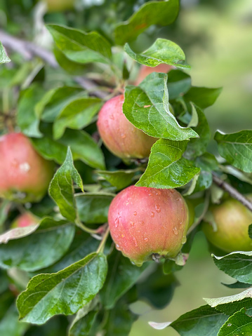 Fresh dew-covered apples hanging from a lush tree, showcasing vibrant natural colors and a serene, healthy outdoor environment.