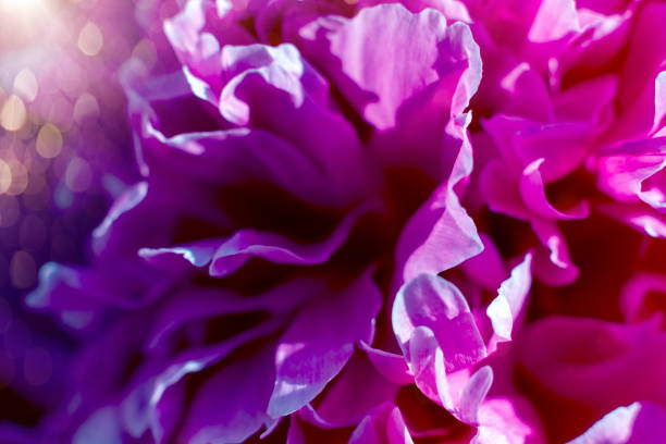 pink peonies flowers close up macro petals beautiful background