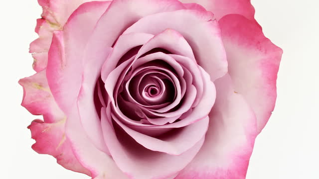 Beautiful opening pink rose on white background. Petals of Blooming pink rose flower open, close-up. Holiday, love, birthday design backdrop. Macro. Production Close-Up.