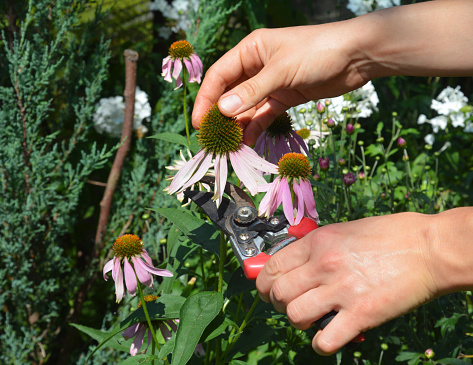 Growing echinacea purpurea, purple coneflower. A gardener is cutting a herbal plant's head, purple coneflowers for echinacea herbal tea to boost immunity.