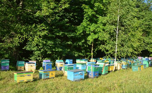 Beekeeping: A large apiary, bee yard with wooden colorful beehives of honeybees in the forest clearing. Relocating bees to the forest to collect linden honey.