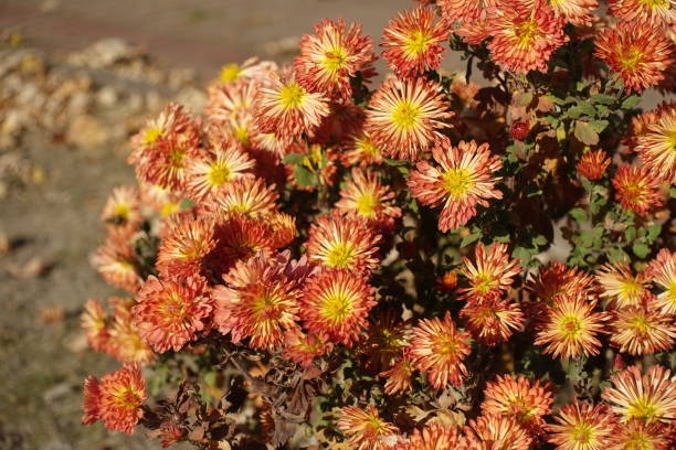 istock A lot of orange flowers of spoon Chrysanthemums in October 1954347370