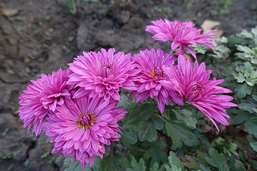 6 vibrant pink flowers of Chrysanthemums in mid October