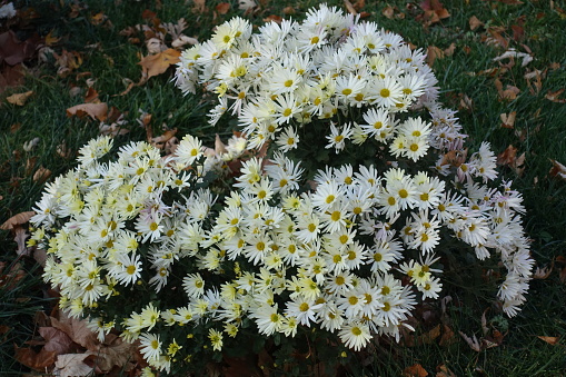 Abundance of white daisy like flowers of Chrysanthemums in October