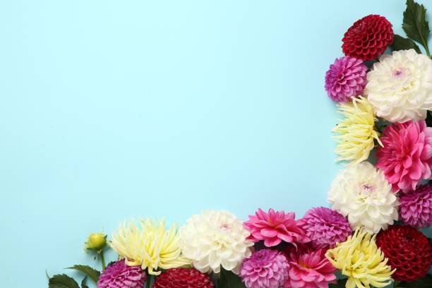 istock Beautiful dahlia flowers on light blue background, flat lay. Space for text 1954353336