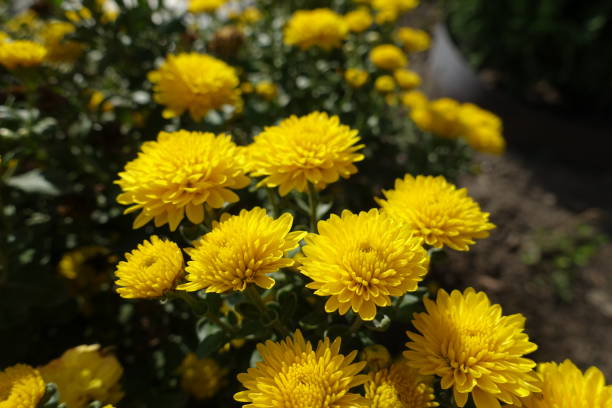 istock October flowers - gold yellow Chrysanthemums in full bloom 1954353896