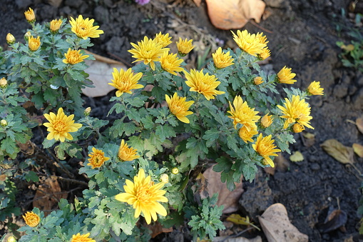 Opening flowers and buds of amber yellow Chrysanthemums in October