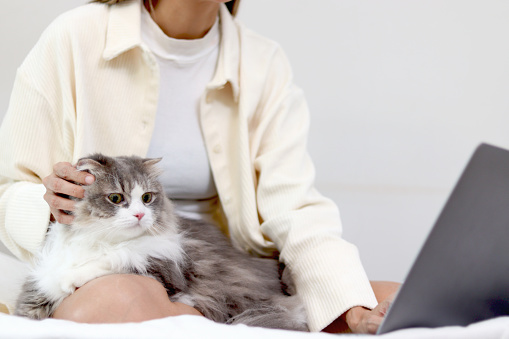 Cute white gray Persian cat comfortably sitting on laptop keyboard, owner woman working on computer with her happy fluffy comfortably pet, girl with playing with her adorable long hair kitty pet.