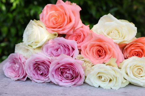 istock Beautiful bouquet of roses on light grey table outdoors, closeup 1954359326