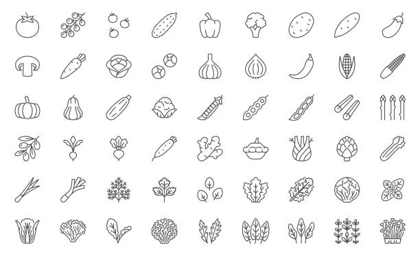 kuvapankkikuvitukset aiheesta vihannekset-viivan kuvakejoukko. tomaatti, kirsikka, kurkku, pippuri, parsakaali, peruna, porkkana, kaali, parsa minimaaliset vektorikuvat. yksinkertaiset ääriviivamerkit luonnolliselle luomuruoalle. muokattava viiva - vihannes