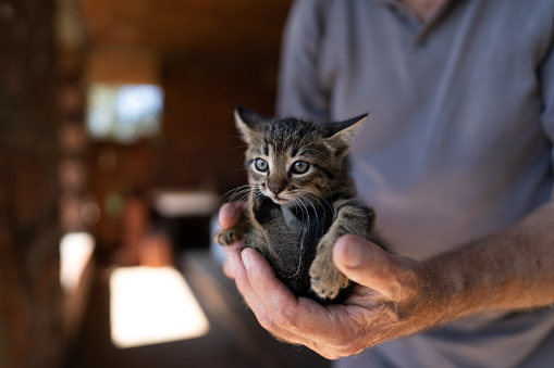 Unrecognizable man holding a cute kitten in hands.