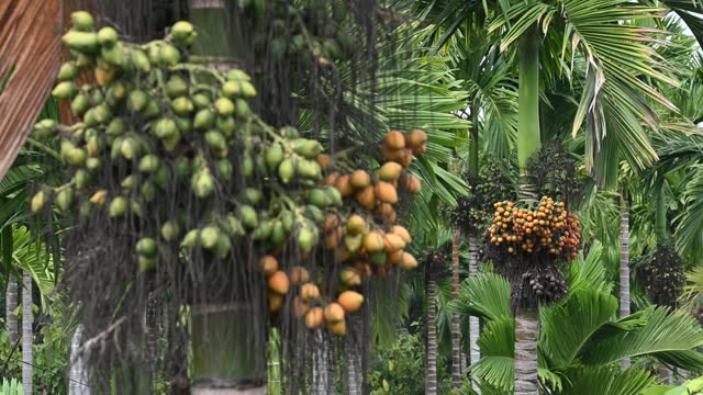 Areca nut fruit in a Areca nut plantation