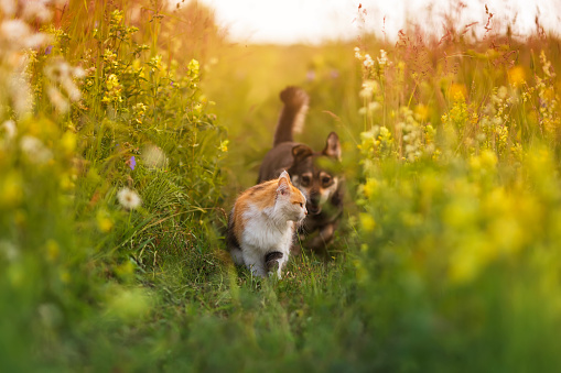 cat and dog run after each other in a summer sunny green meadow among grasses and flowers