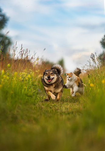 cat catches up with a cheerful dog in a sunny summer green meadow among grasses and flowers