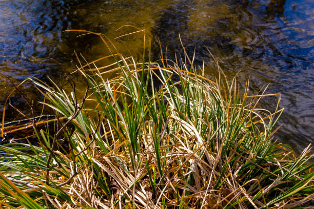 istock Spring blue river, beautiful rural countryside landscape nature park 1954361823
