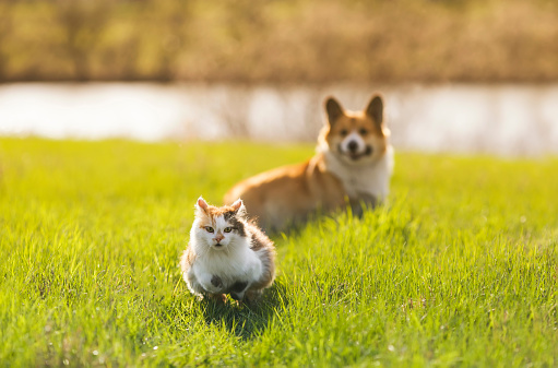 a dog catches up with a fluffy cat on a summer sunny green meadow among the grasses