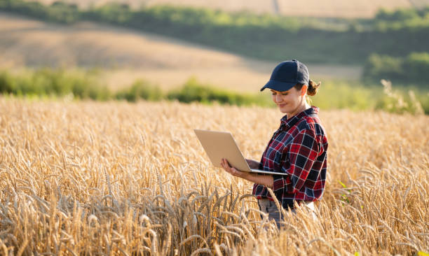 istock Female farmer working with laptop on wheat field 1954362130