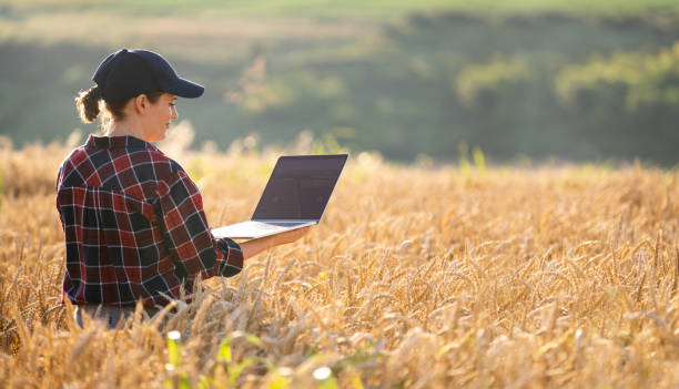 istock Female farmer working with laptop on wheat field 1954362248