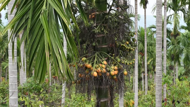 Areca nut fruit in a Areca nut plantation