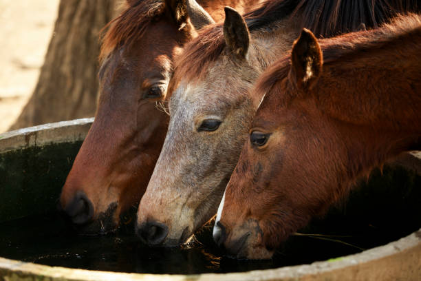 three horses drinkig water in farm water pool