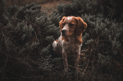 Portrait of a Brittany spaniel sitting in the woods.