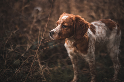 English Setter, 6 months old, sitting in front of white background