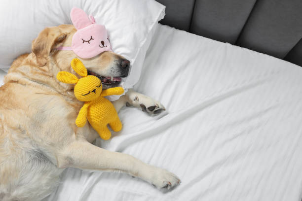 Cute Labrador Retriever with sleep mask and crocheted bunny resting on bed, top view. Space for text