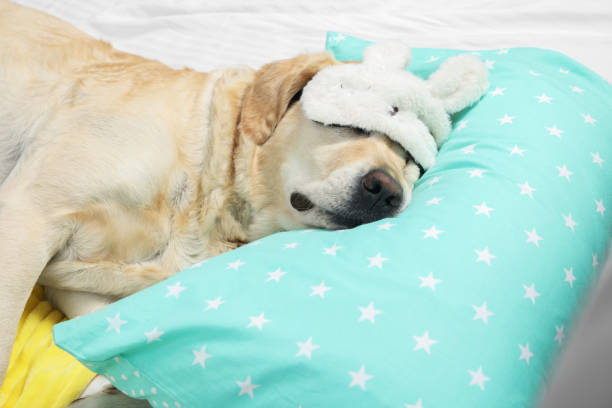 istock Cute Labrador Retriever with sleep mask resting on bed pillow 1954373867