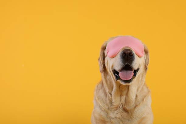 istock Cute Labrador Retriever with sleep mask on yellow background, space for text 1954374397