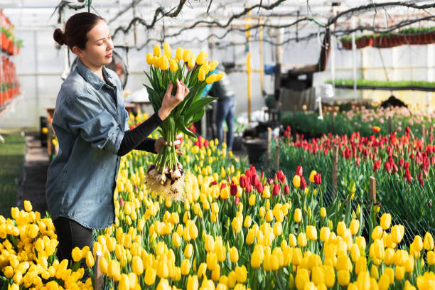 istock Greenhouse worker is picking tulips in a greenhouse 1954375992