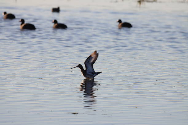 Bird, Animal, Wild animal, Nature