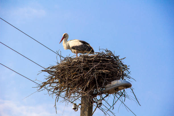 istock A stork bird in a nest on an electric light pole against a blue sky. 1954390918