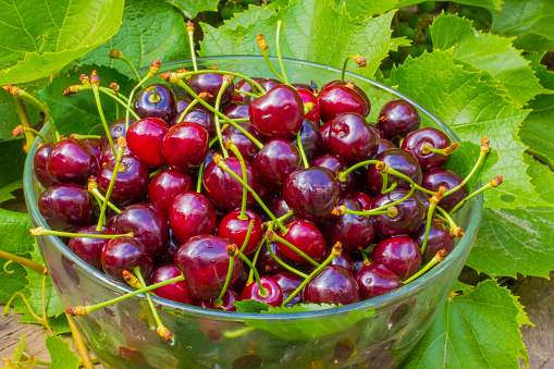 Ripe aromatic cherry dark purple cherry in a large glass bowl on a summer day against the background of the leaves of grapes in nature. Fragrant summer berries. Organic flora food.